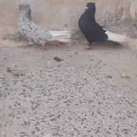 کبوتر سوسنگرد