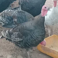 فروش بوقلمون ماده برن