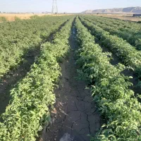 بذر گوجه F1 رقم ۸۰۲۰،عملکرد ۱۸۰ تن، مشابه۸۳۲۰|خدمات باغبانی و درختکاری|کازرون, |دیوار