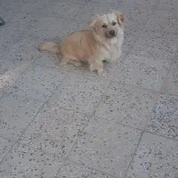 سگ پامر