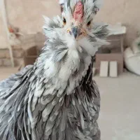 مرغ گلین طوسی خال سوزنی