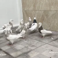 فروش تعدادی طوقی|پرنده|شهریار, شهرک بهاران (ویره)|دیوار