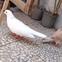 کفتر /یه نر سفید حلقه پا باخ دادم