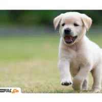 واگذاری سگ و گربه میپزیرم