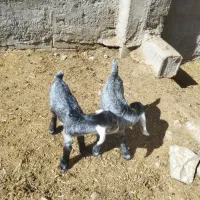 دو راس کهره شیری ترکی نر وماده