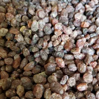 کشمش بی دانه و مویز افتابی