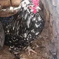 خروس کاکلی وپاپر‌