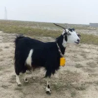 بز آبستن سنگین + بزغاله چاق پاکستانی