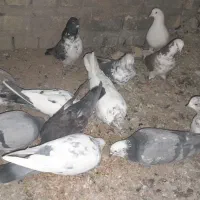 کبوترپرشی|پرنده|چادگان, |دیوار