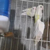 کوتوله ، مرغ عشق انگلیسی|پرنده|همدان, |دیوار