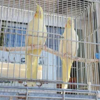 یک جفت عروس هلندی لوتینو سالم همراه قفس وسایل