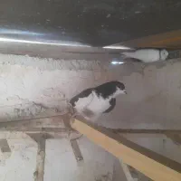 کبوتر|پرنده|شیراز, شهرک مهرگان|دیوار