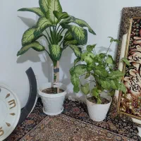 گل طبیعی آپارتمانی|گل و گیاه طبیعی|گلبهار, شهر جدید گلبهار|دیوار