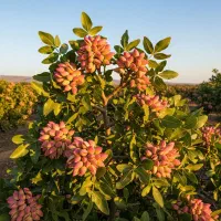 با صـنوبـر آینده خود را بسازید|خدمات باغبانی و درختکاری|ساوه, |دیوار