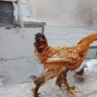 سه تا مرغ پرپا امپراتور|حیوانات مزرعه|مشهد, ایثار|دیوار