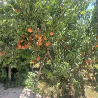 فروش باغ۵۰۰متر در قلعه سفید