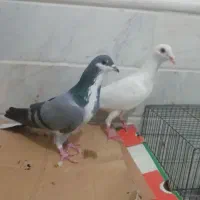 کبوتر خرقه ماده آلمانی|پرنده|قم, نوبهار|دیوار