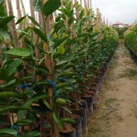 نهال پرتغال کارکارا|خدمات باغبانی و درختکاری|ساری, |دیوار