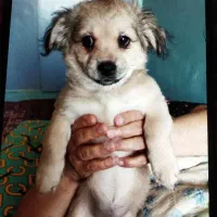 توله اشپیتز سالم سالم