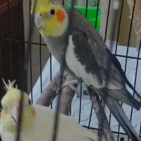 معاوضه عروس هلندی نر