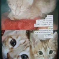 واگذاری بچه گربه ماده|گربه|رشت, حومه رشت|دیوار