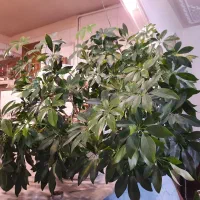 گیاه شفلرا سبز ، پنجه گربه ای