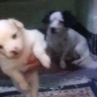 توله سگ یسرپامربامادرشون ردمیکنم|سگ|مسجد سلیمان, |دیوار