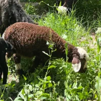 بره سبک علف خور