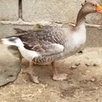 یک عدد قازچاق