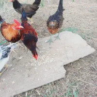 مرغ|حیوانات مزرعه|شادگان, |دیوار