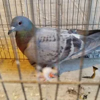 کبوتر پلاکیی