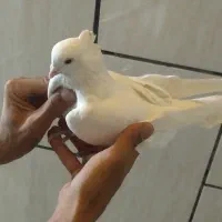 کبوترپرشیگرو.سرخ.سبز.|پرنده|برخوار, |دیوار