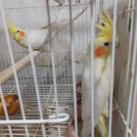 یک جفت عروس هلندی لوتینو بالغ و کارداده