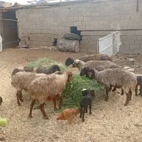 میش بره دار