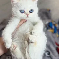 گربه بریتیش