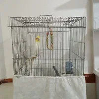 عروس هلندی