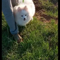 پامر خرسی نر