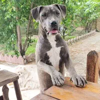 سگ پیتبول ماده بلو