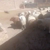 بره چاق|عمدهفروشی|سده (خراسان جنوبی), |دیوار