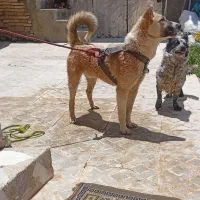 سگ سرابی