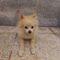 سگ پامر|سگ|یزد, |دیوار