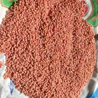 بذر گندم آبی(پیشگام)دیم(سرداری)|خدمات باغبانی و درختکاری|قروه, |دیوار