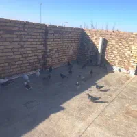 کبوتر