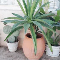 گل و گیاه اپارتمانی ،کاکتوس