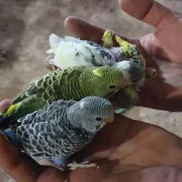 جوجه مرغ عشق