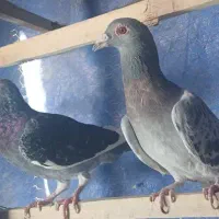 کفتر آلمانی نرو ماده|پرنده|اسلام‌شهر, ملک‌آباد|دیوار