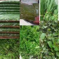 رب الوچه وسبزی وتمام محصولات شمال تازه تازه رسیده|خوردنی و آشامیدنی|قم, انسجام|دیوار