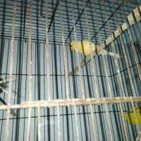 قناری|پرنده|ساری, |دیوار