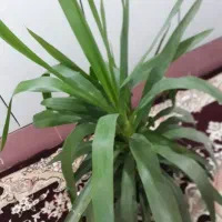 گل آپارتمانی یوکا