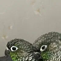 جمعه بازار جیرفت